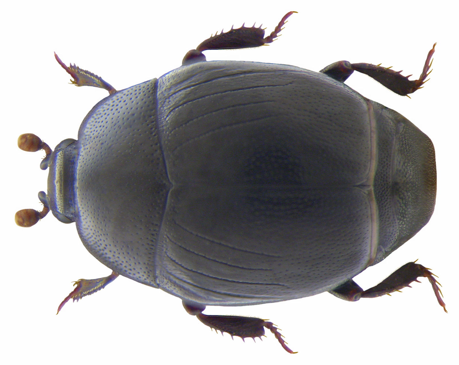 Histeridae, CC-BY-SA-2.0, Udo Schmidt, Germany, https://www.flickr.com/photos/coleoptera-us/