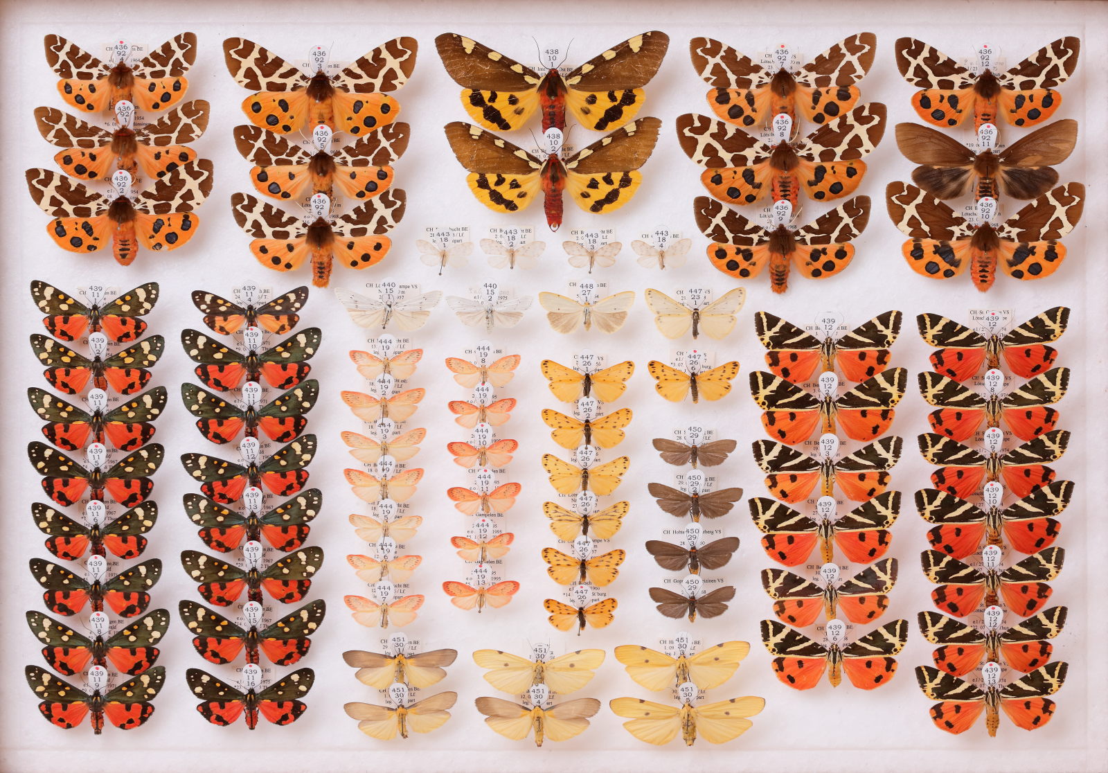Lepidoptera, CC-BY-NC 4.0, Natural History Museum Bern, Bern, Switzerland