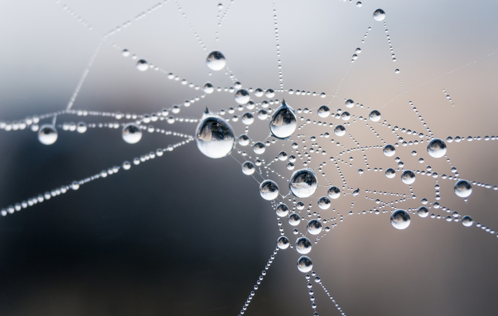 Spider net, "vergängliche_Kunst", CC-BY-NC-ND-2.0, Philipp Zieger, https://www.flickr.com/photos/philippzieger/