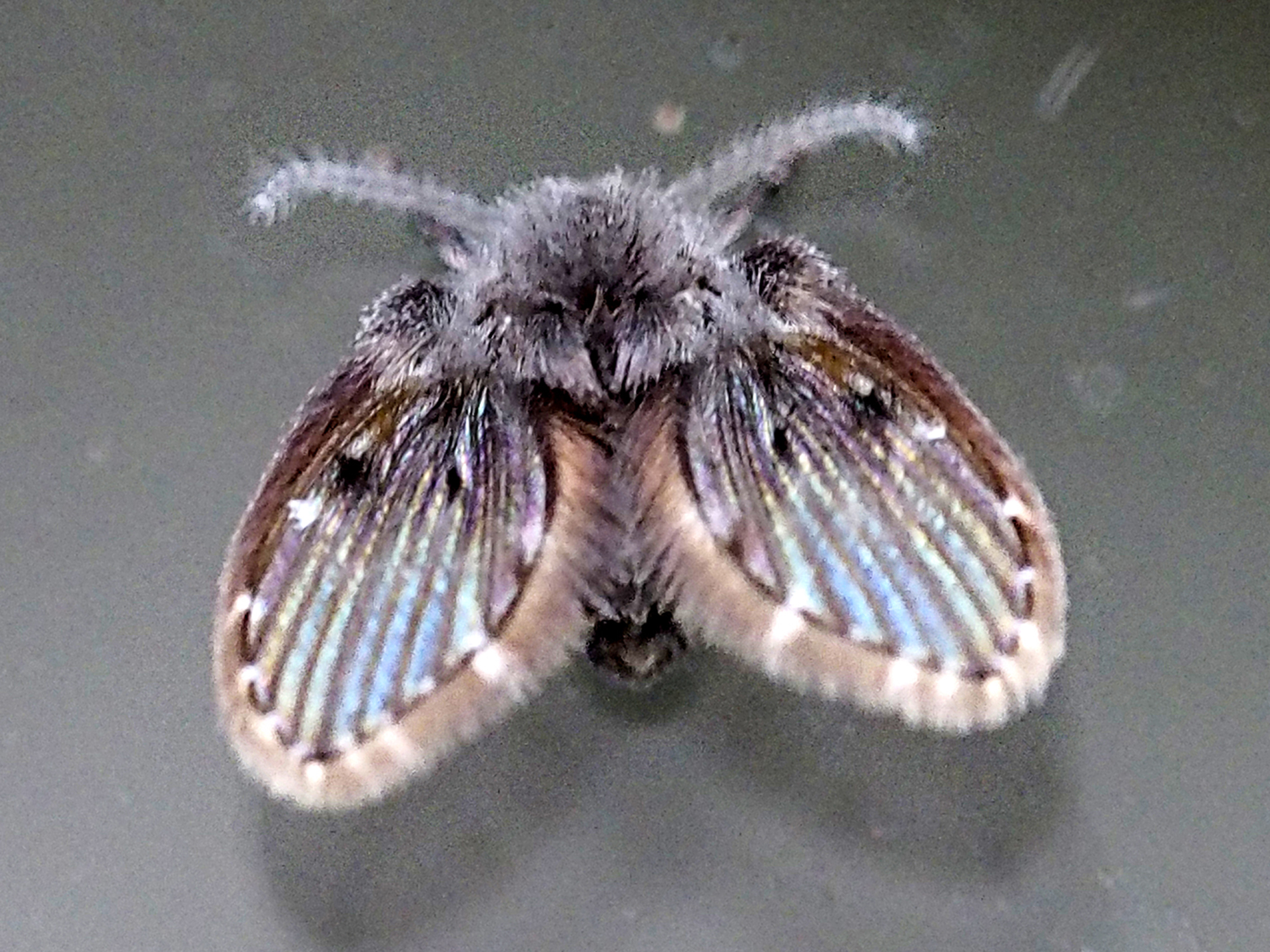 Schmetterlingsmücke, Pericoma, CC-BY-SA 4.0, Rolf Pflugshaupt, Gümligen, switzerland