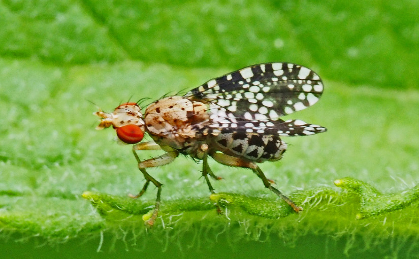 Hornfliege Trypetoptera punctulata Sciomyzidae Solothurn 2020-05-24 CC BY-SA 4.0 Felix AmietSolothurn