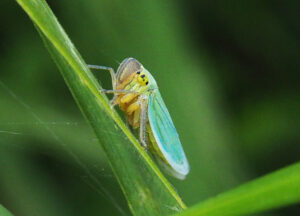 Binsenschmuckzikade Cicadella viridis Schwarzhäusern 23. 8. 20 CC BY-SA Felix Amiet Solothurn