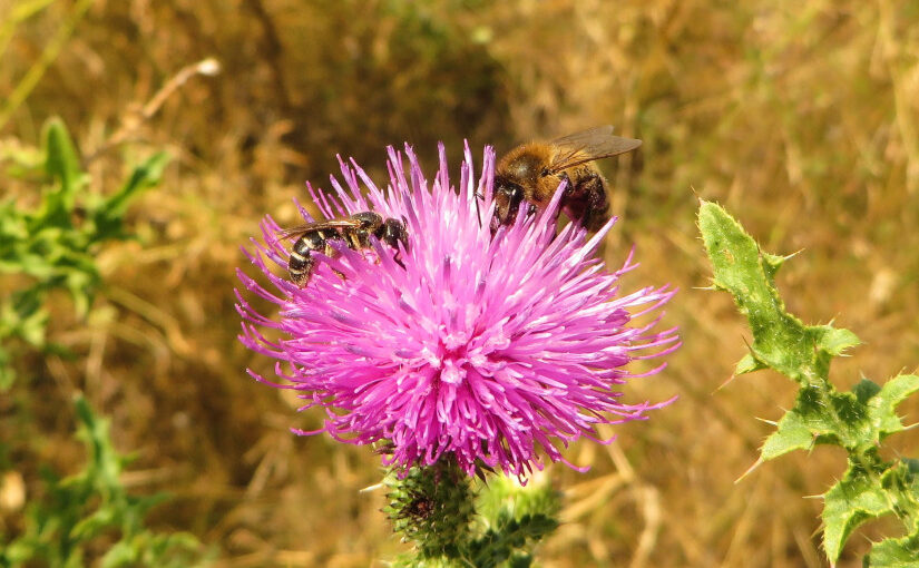 <span style="color: #00ff00;">[ONLINE]</span> Wildbienen & Honigbienen: Konkurrenz oder Koexistenz in Agrarökosystemen?