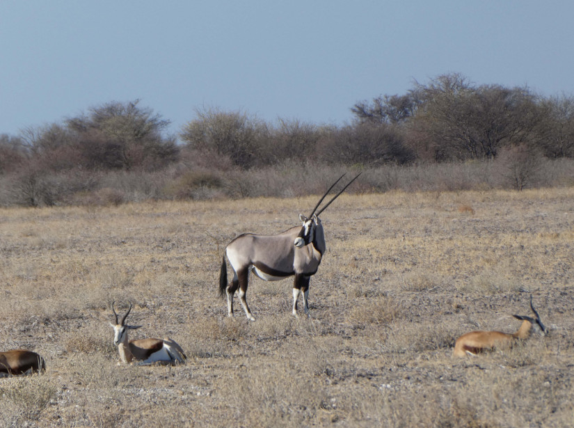 Kalahari Oryxantilope CC BY-SA 4.0 Michael Balkenohl Bonstetten Switzerland