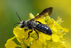 Andrena-agilissima-Senf-Blauschillersandbiene-Wildbienen-CC-BY-SA-4.0-Beatrice-Scheidegger-Schuepfen.jpg