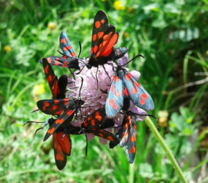 Förderung Lichtwald-Schmetterlinge auf der Schwäbischen Alb Zygaena_angelicae_elegans_CC BY-SA 4.0 Nora Dalüge Freiburg i.B., Deutschland