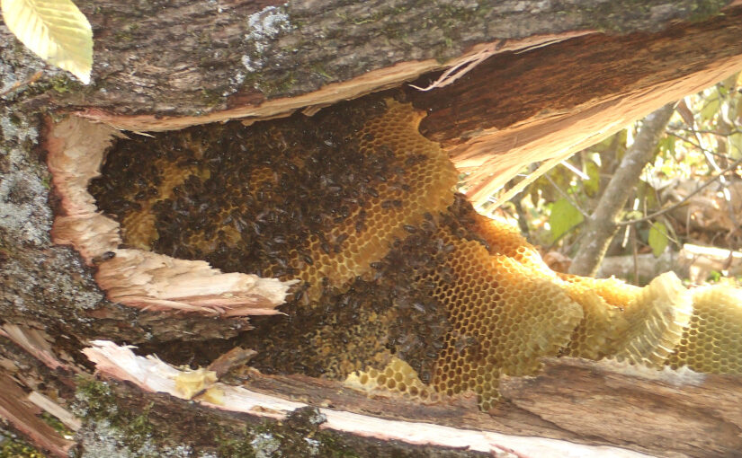 Honigbiene: ungefährdet oder ausgestorben?